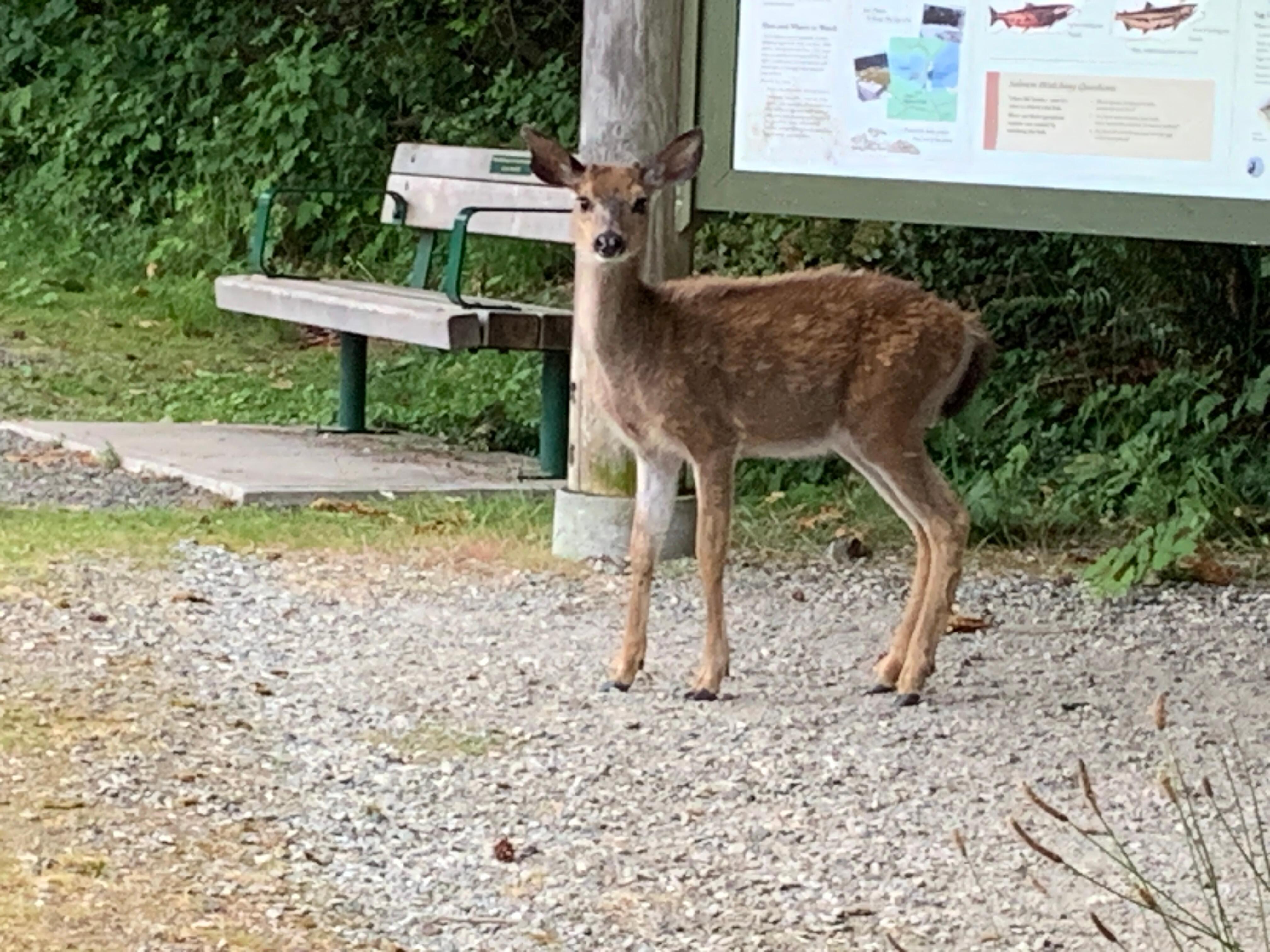 Wild life just steps from their home. 