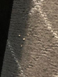 Crumbs on floor, the whole floor was equally dirty