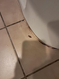 Cockroaches so probably has bed bugs didn't stay to find out