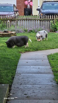 Lulu and Angel their tails never stop spinning lol