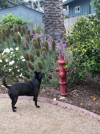 Our dog loved having space to roam