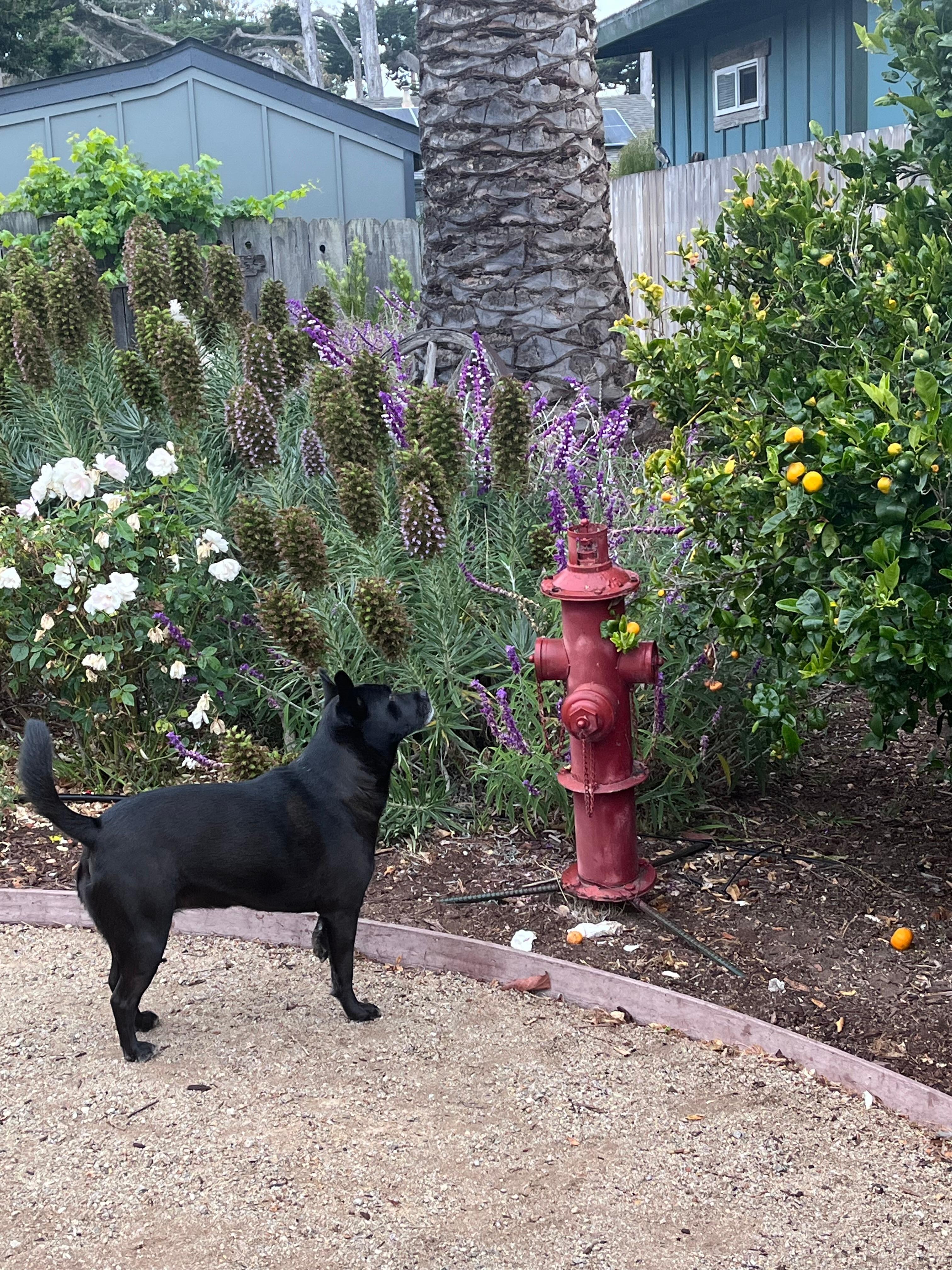 Our dog loved having space to roam