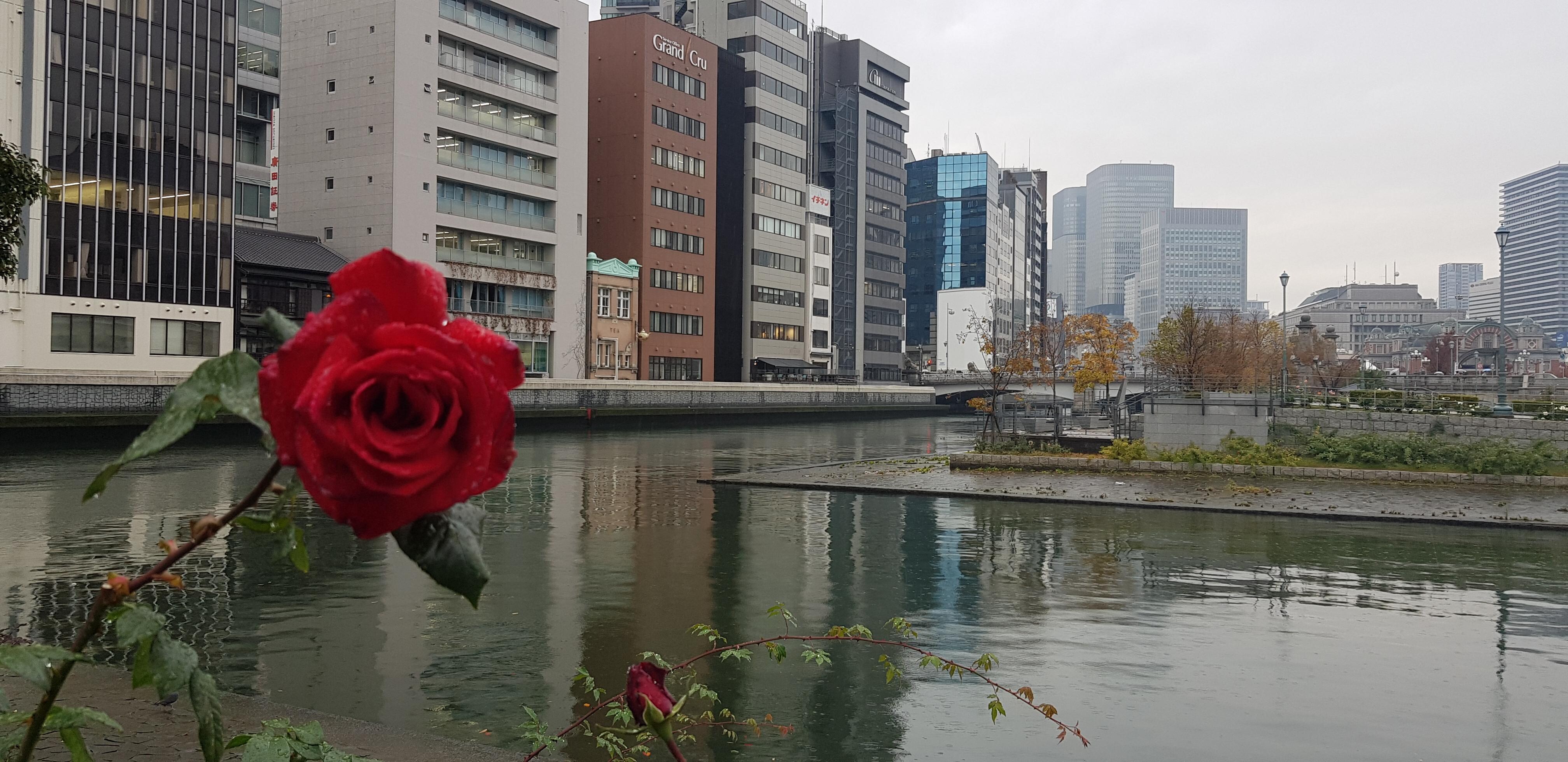 숙소인근에 장미공원에 산책하기도 좋고 하천을 따라커피숍들도 있어요