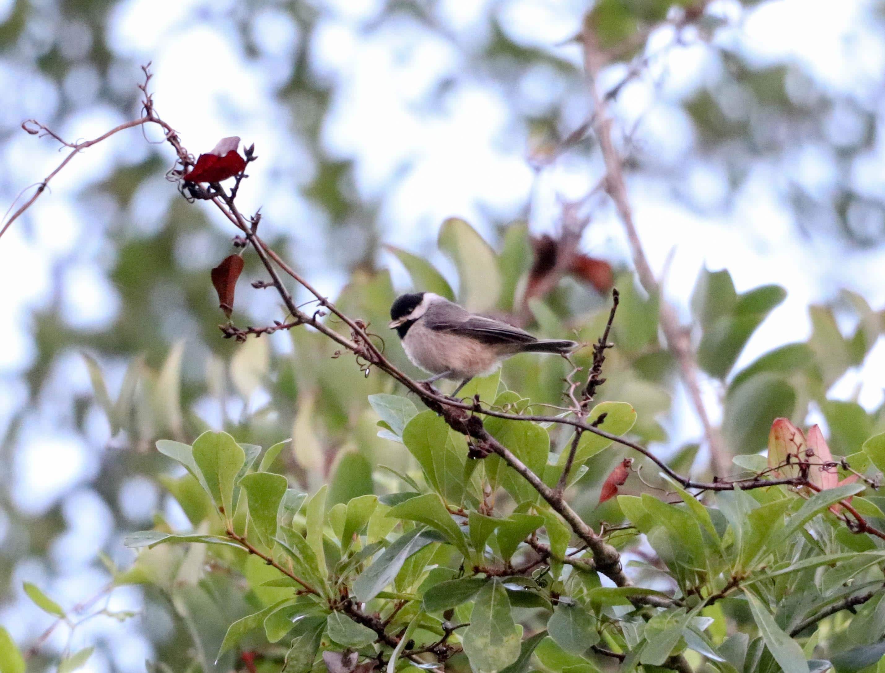 Carolina Chickadee