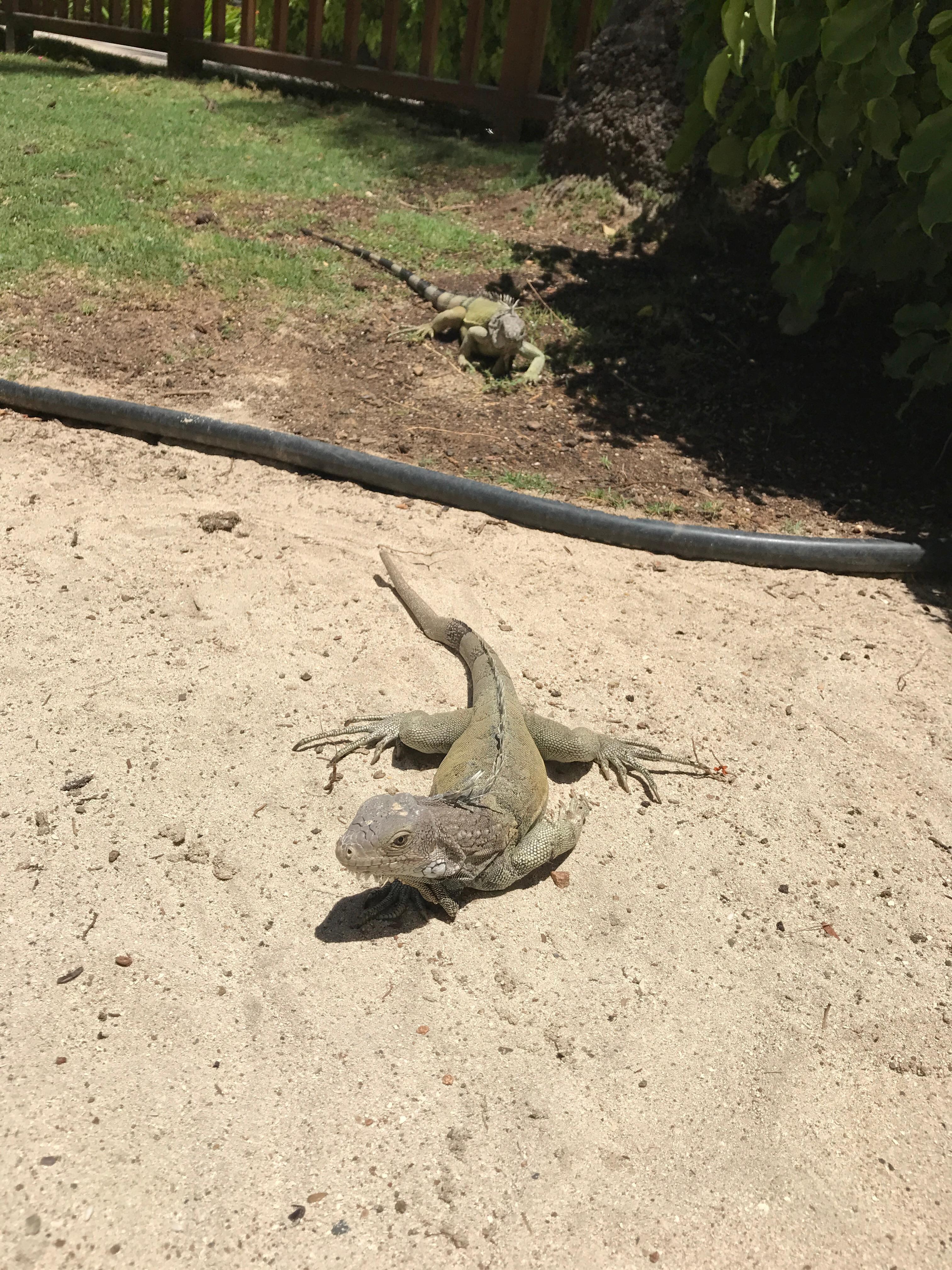 Iguanas and lizards everywhere. My son chased them around.