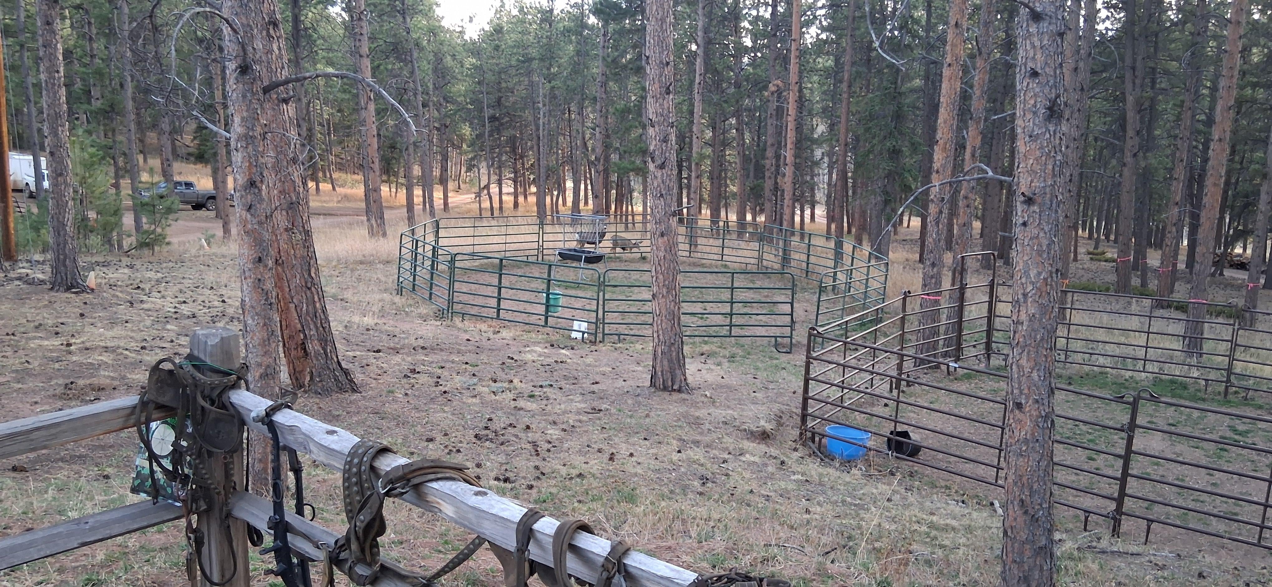 Deer near the bunkhouse.