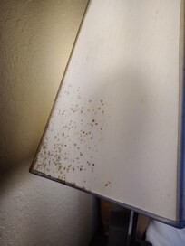 Moldy lampshades