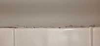 Mold in shower