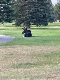 Moose resting near tee box at dusk