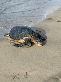 Turtle on Baby Beach by condo