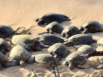 Green sea turtles
