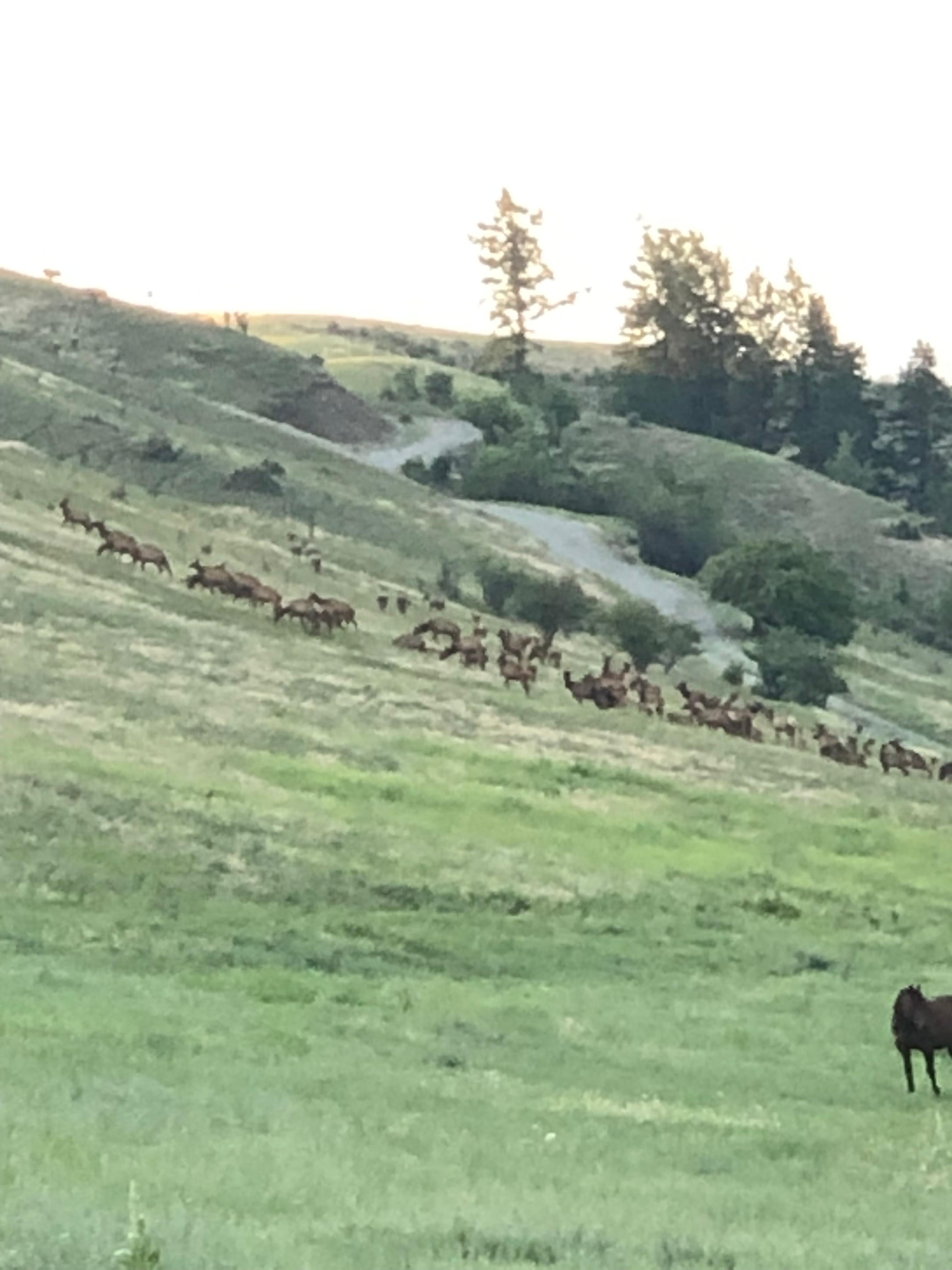Elk at the Canadian border 