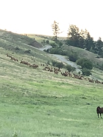Elk at the Canadian border