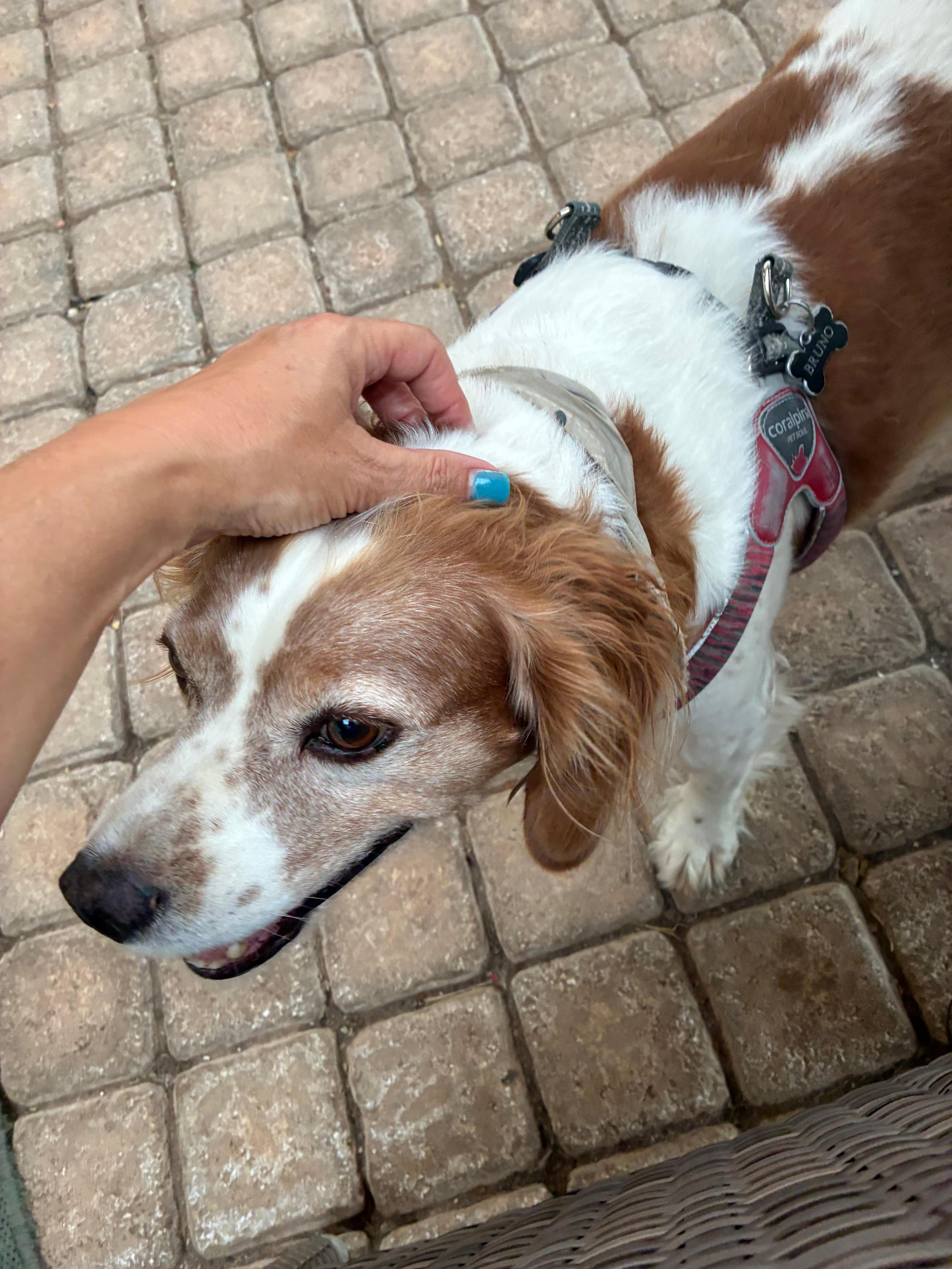 Bruno the house dog!