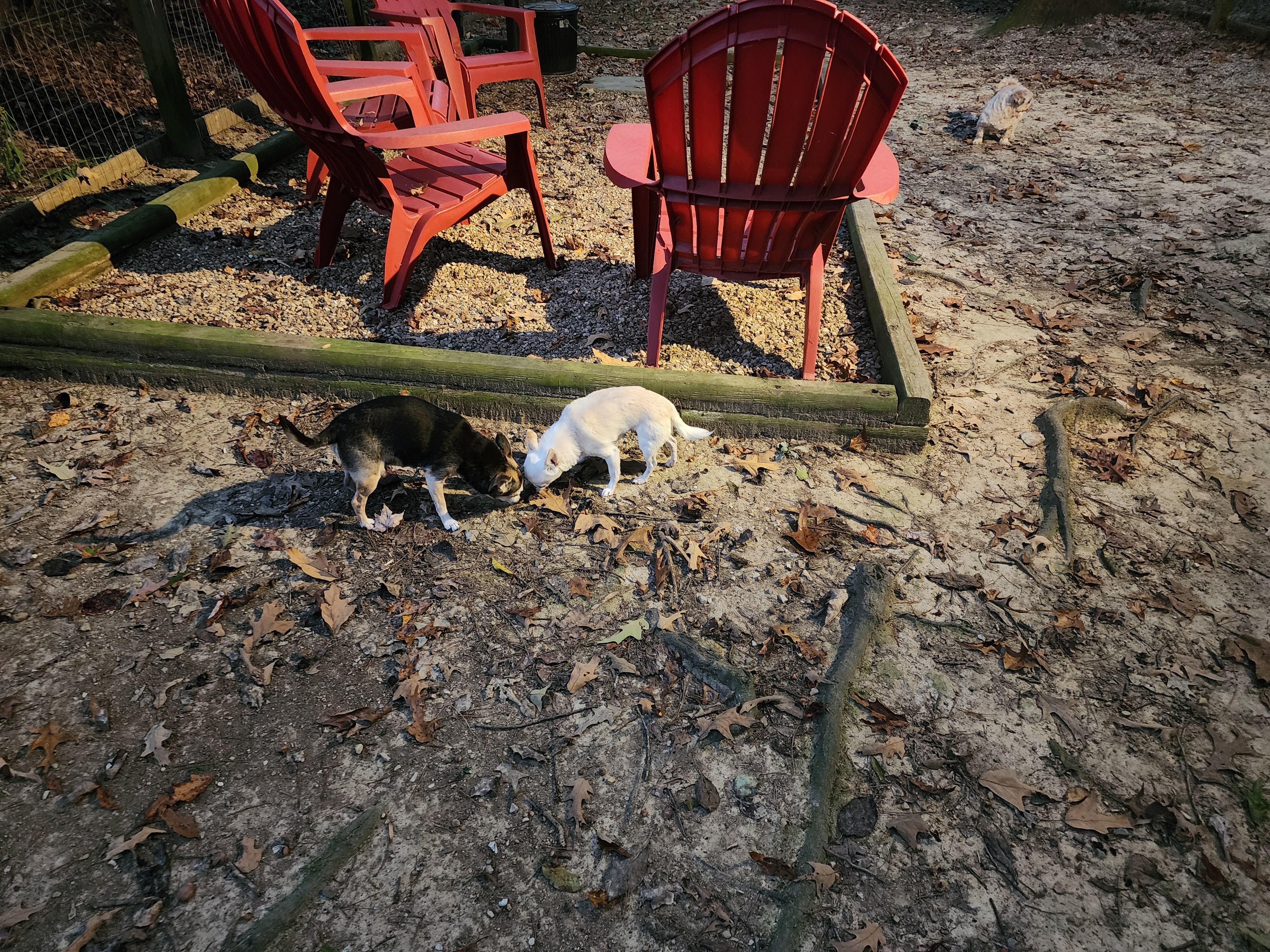 Our pups sniffing out the potty area.