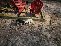 Our pups sniffing out the potty area.