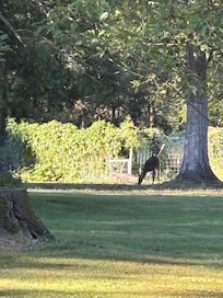The deer that stopped by to say hi one morning!