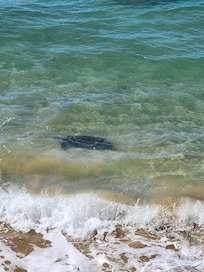 Turtles swimming by the lanai
