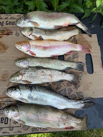 One days catch by 3 of us