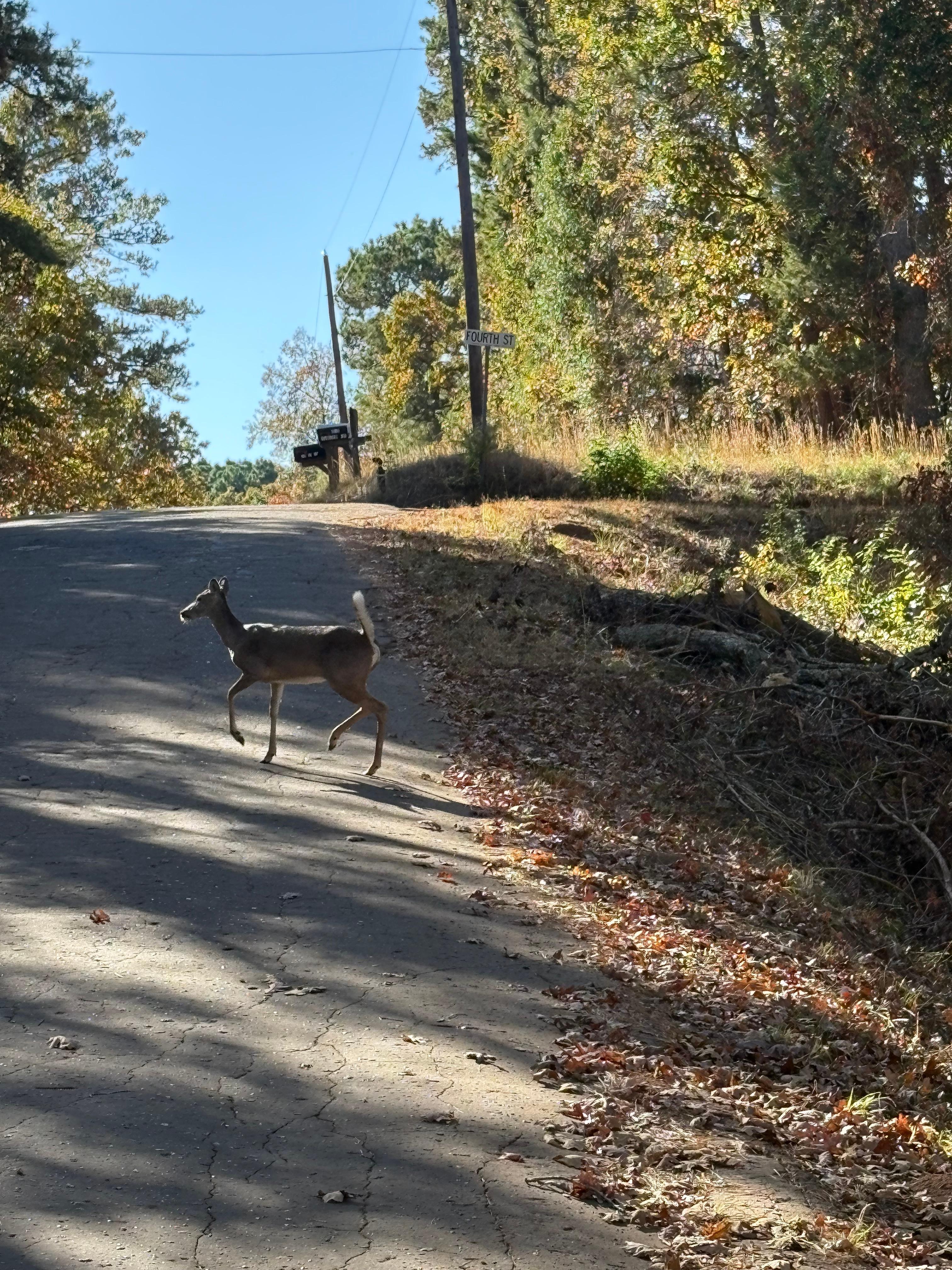 Deer roaming