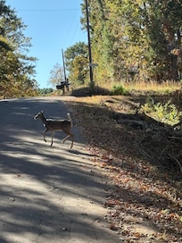 Deer roaming