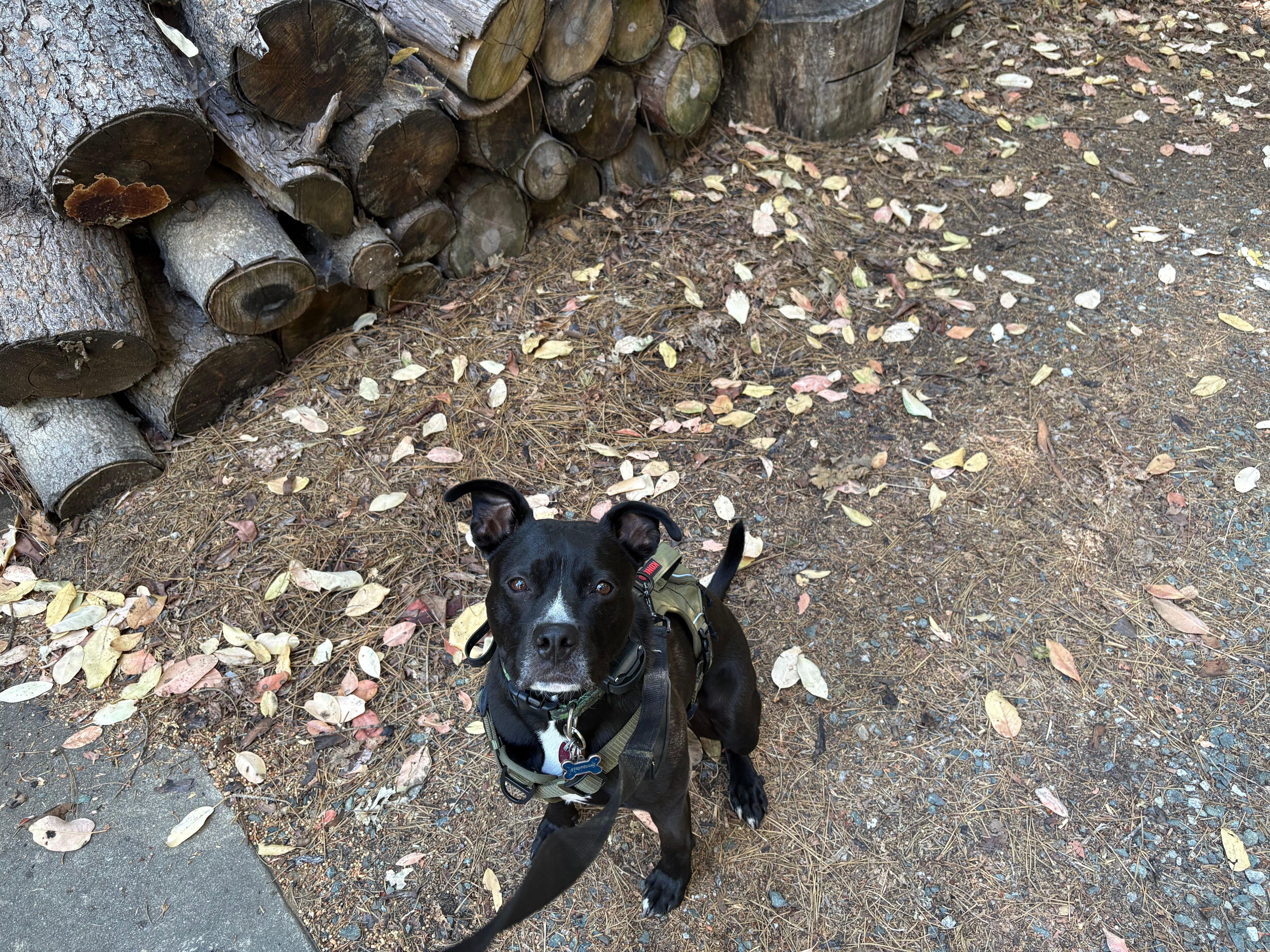 Our pup Midnight had the best time at the Treehouse Chalet!
