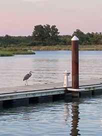 Tilghman Island wildlife