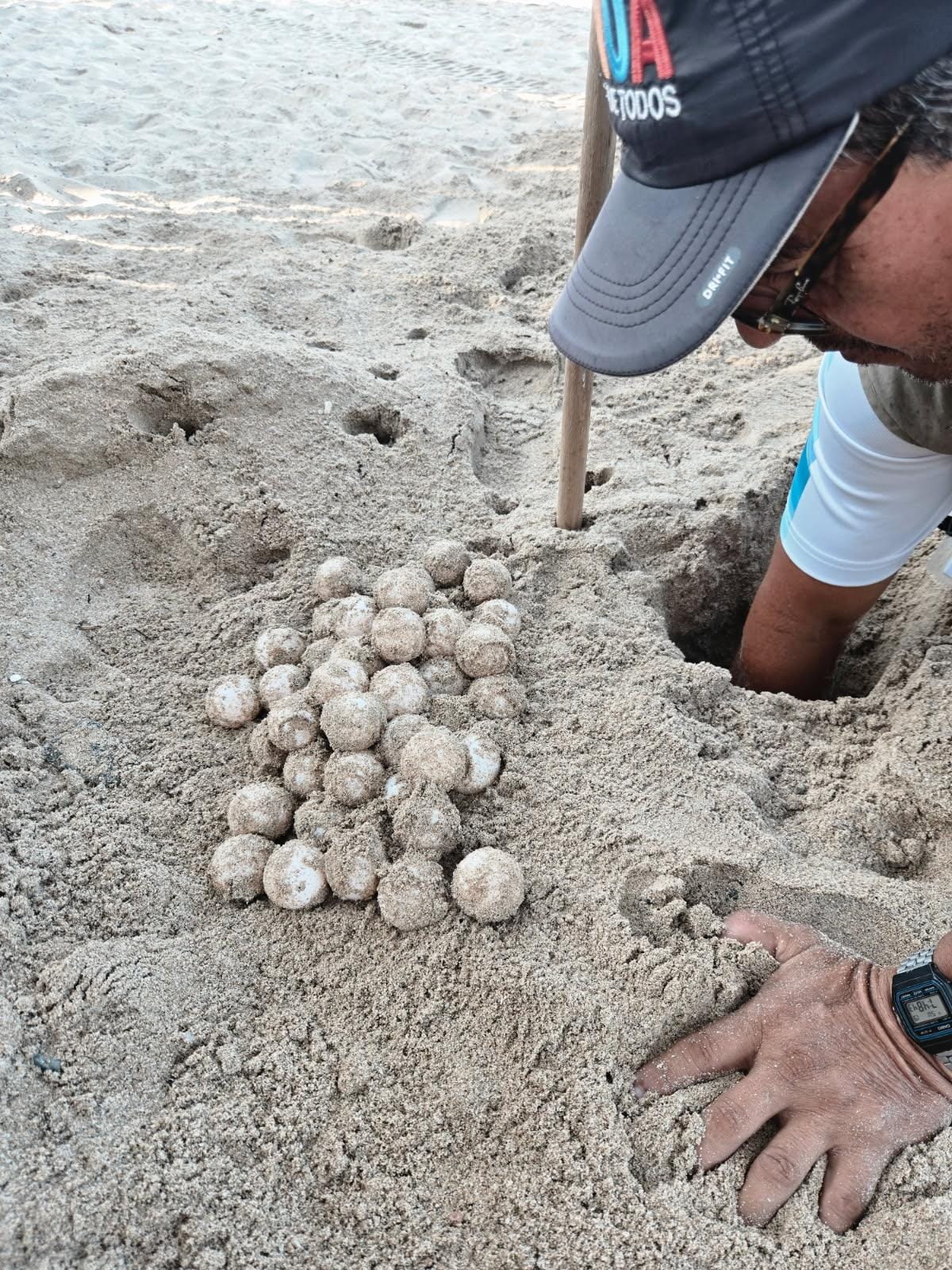 Turtle eggs right on the hotel beach being retrieved for safety.  This batch was 86 eggs!!!