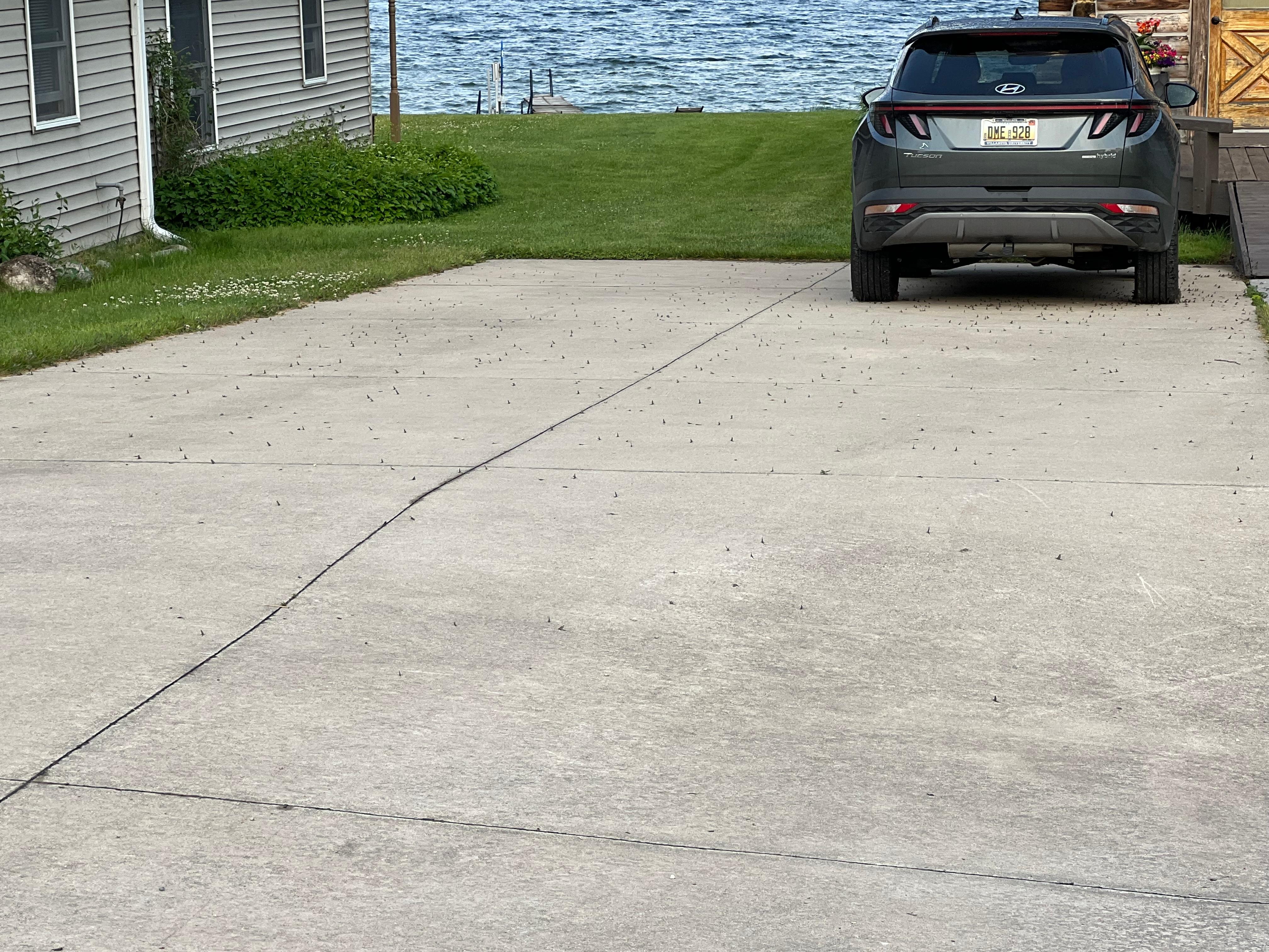 Mayflies all over the driveway, car, house, etc