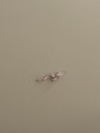 Mystery glop on the ceiling.