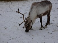 Reindeer Farm in Palmer