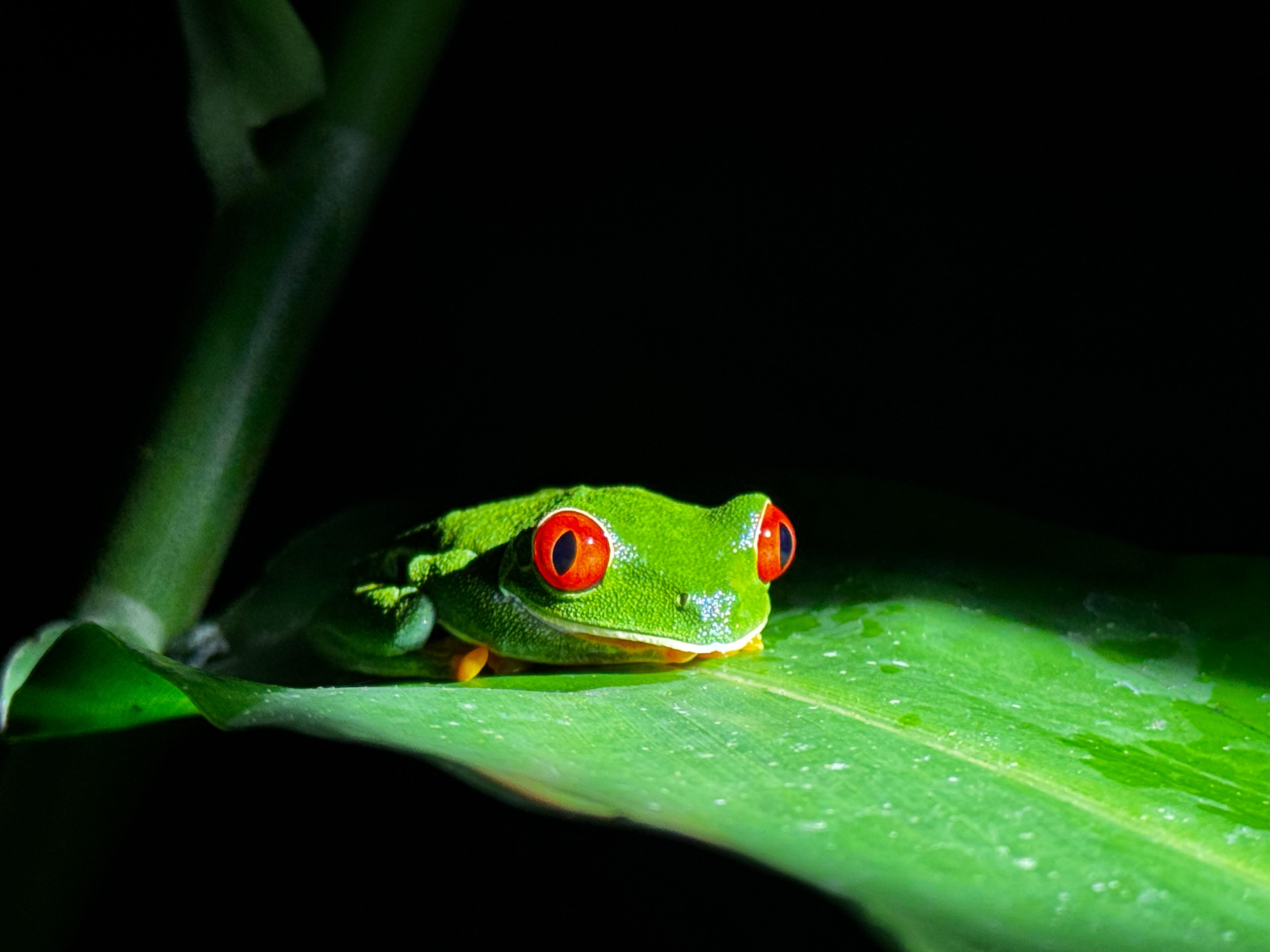 Daily visit of a number of red eyed tree frogs on the hotel grounds, this is one of them :)