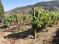 Some of the vines in July