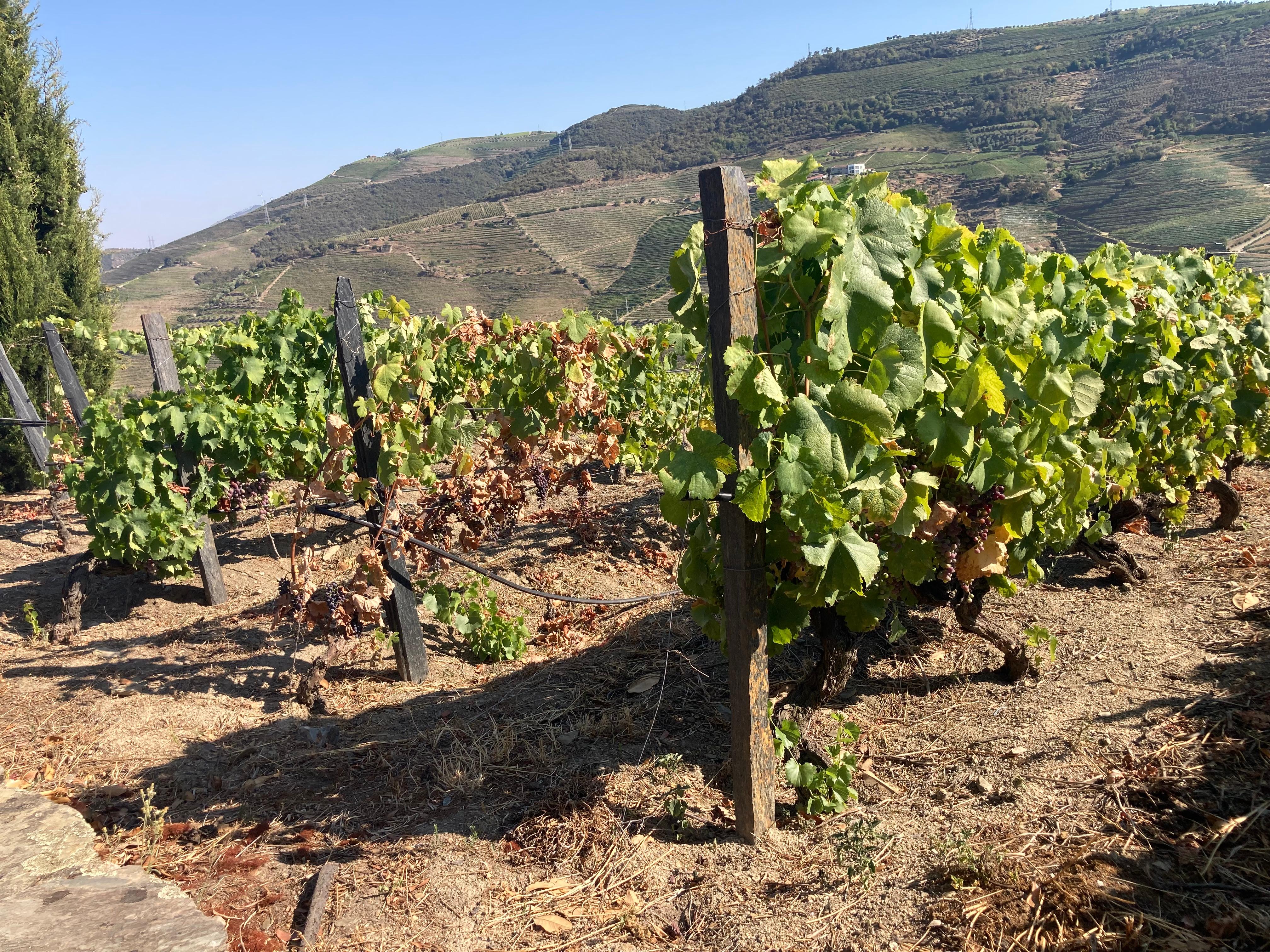 Some of the vines in July 