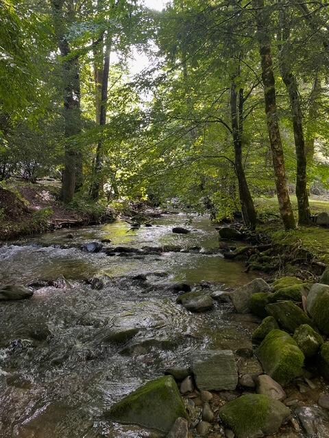 The creek is amazing!