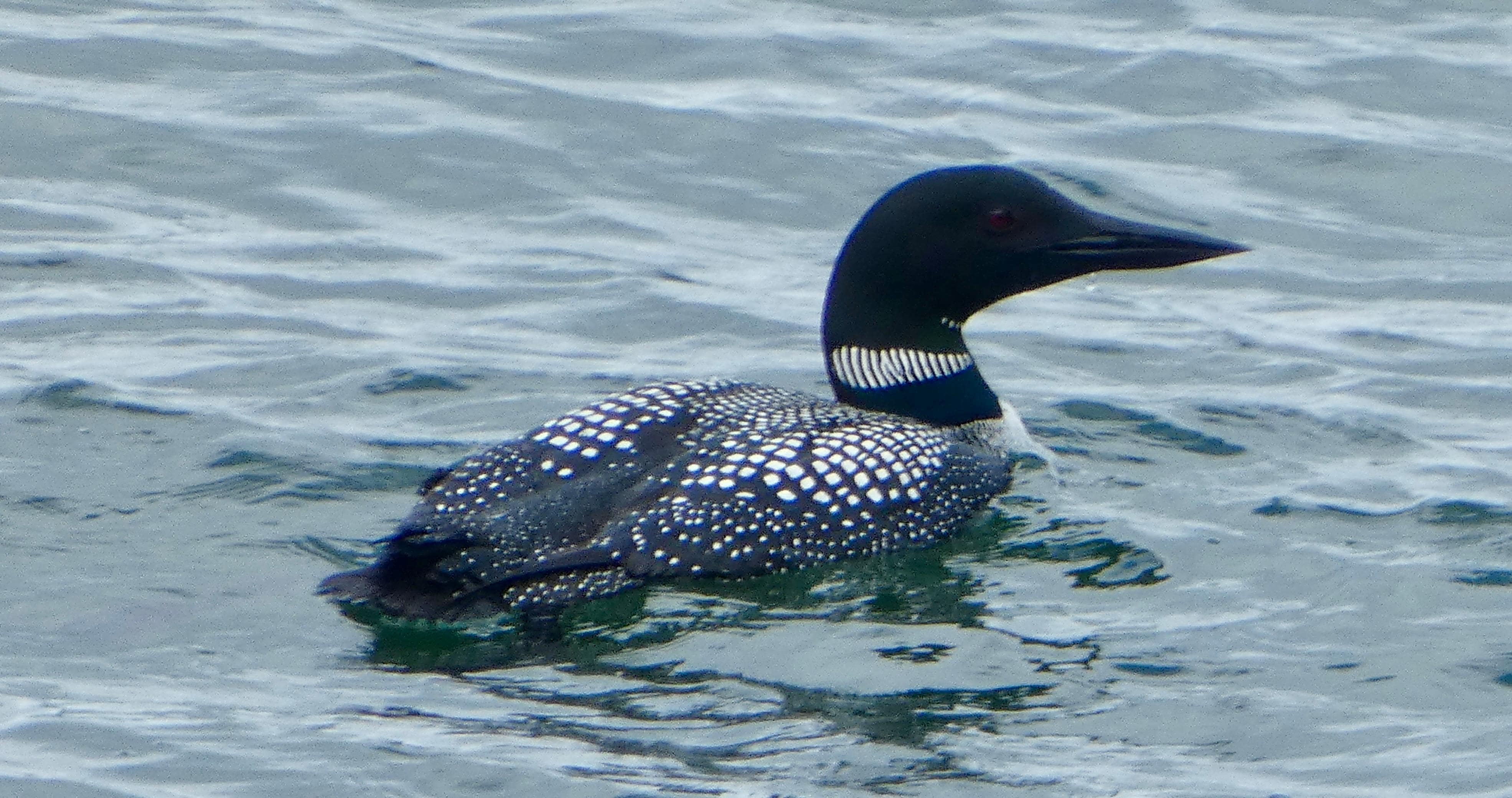 Common Loon