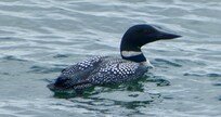 Common Loon