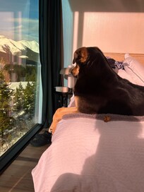 Our dog in her glory