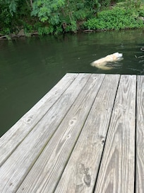 Our dog swimming at the dock on property in Horsehead Lake