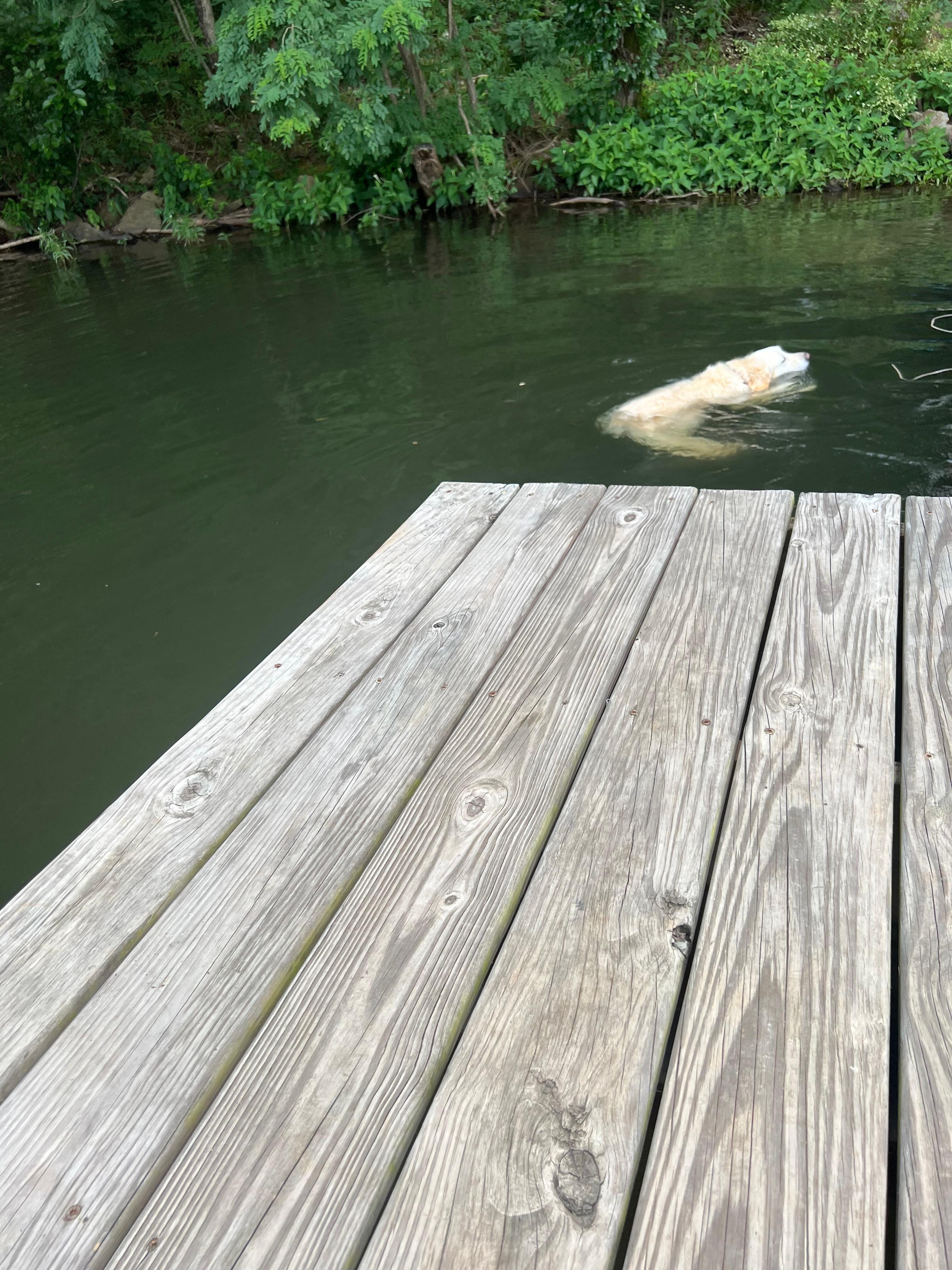 Our dog swimming at the dock on property in Horsehead Lake