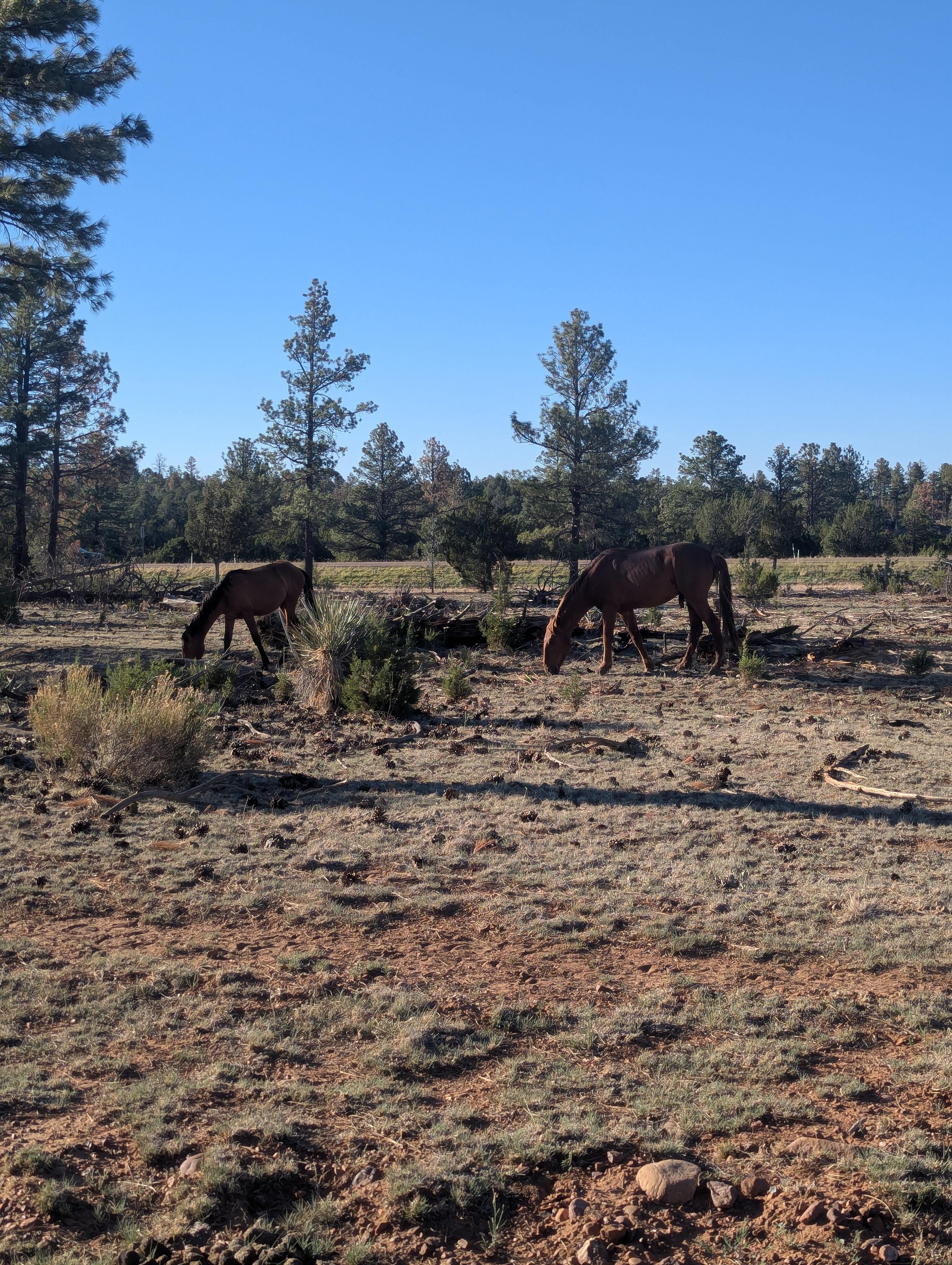 Wild Horse