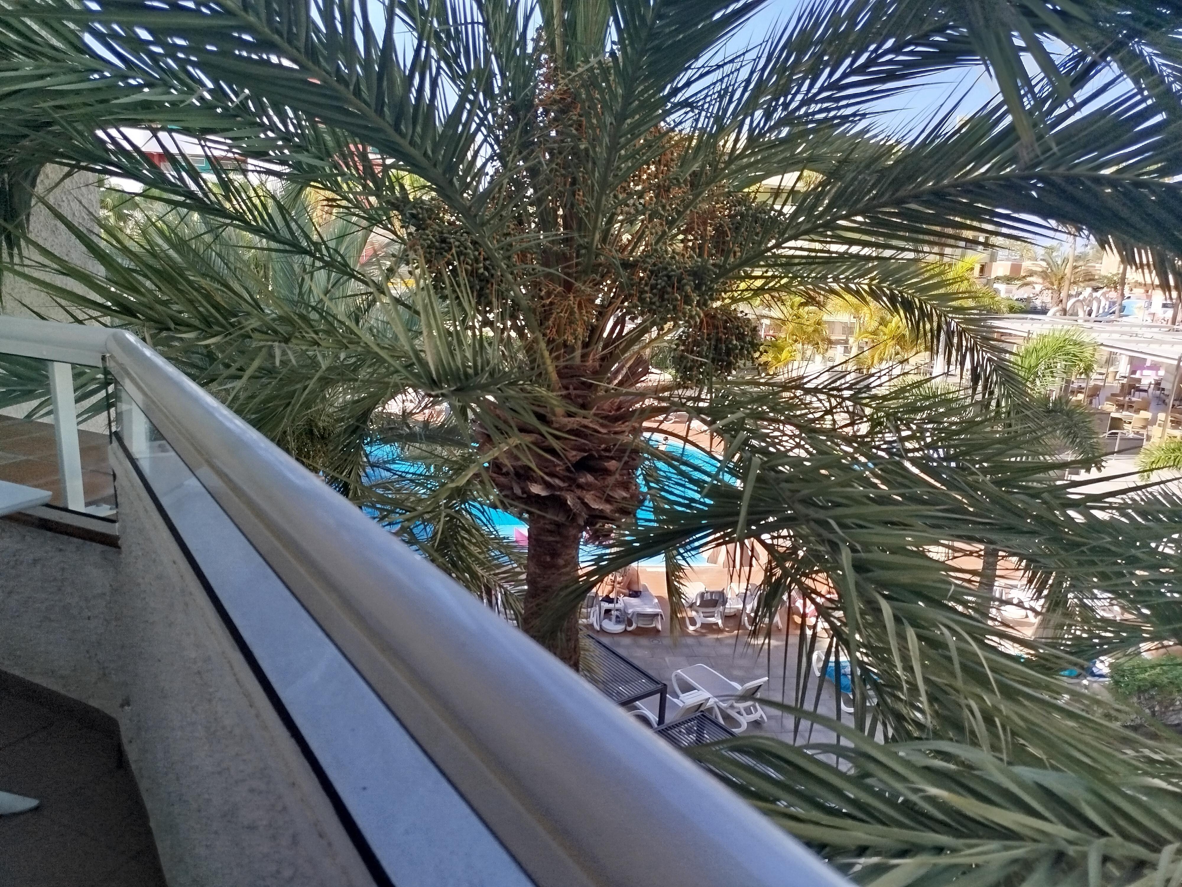 Vue palmiers et piscine 