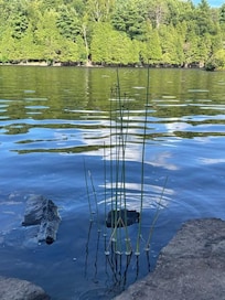 River grass.