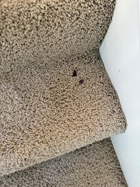 Wine stains in carpet