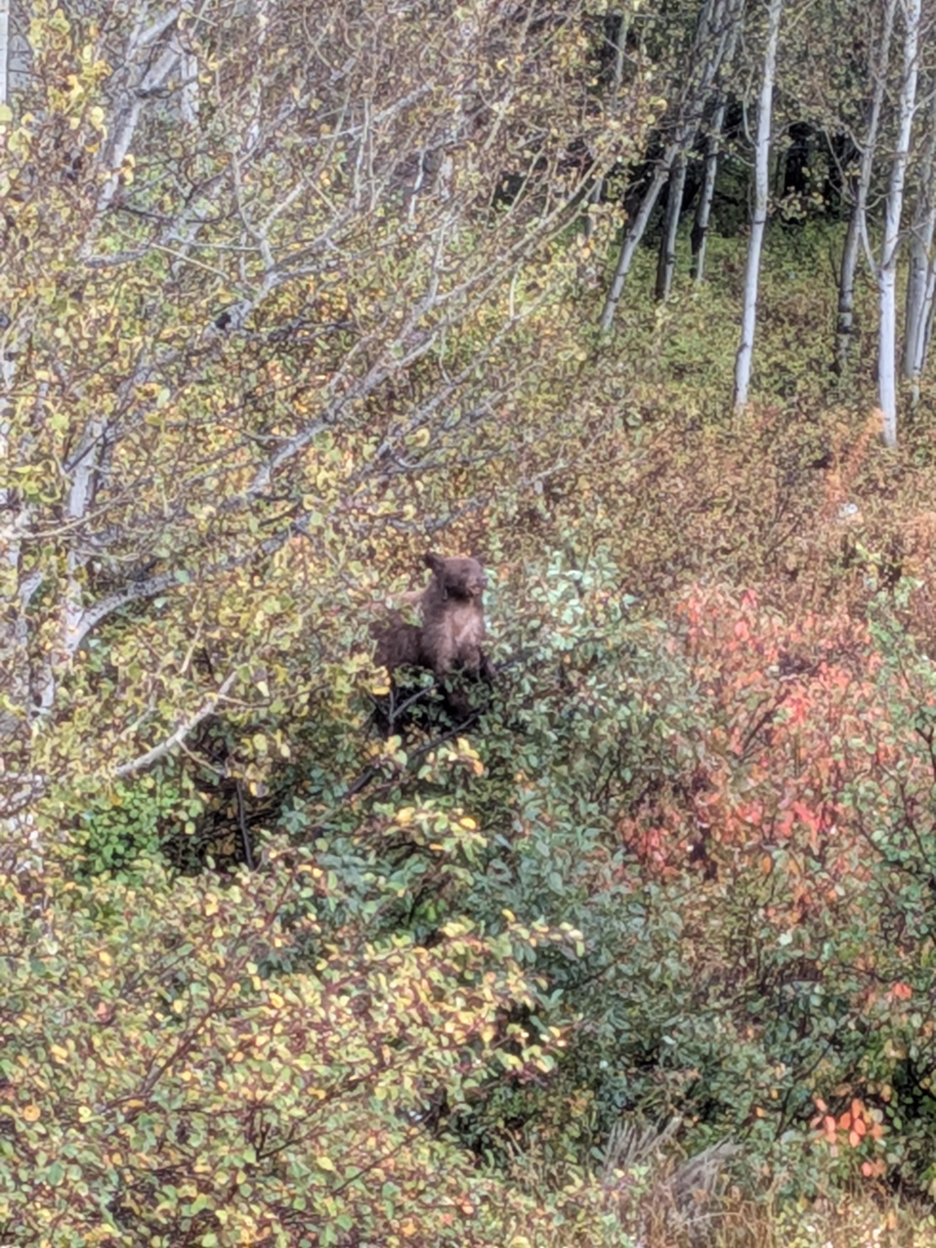 Bear eating berries outside condo