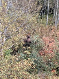 Bear eating berries outside condo