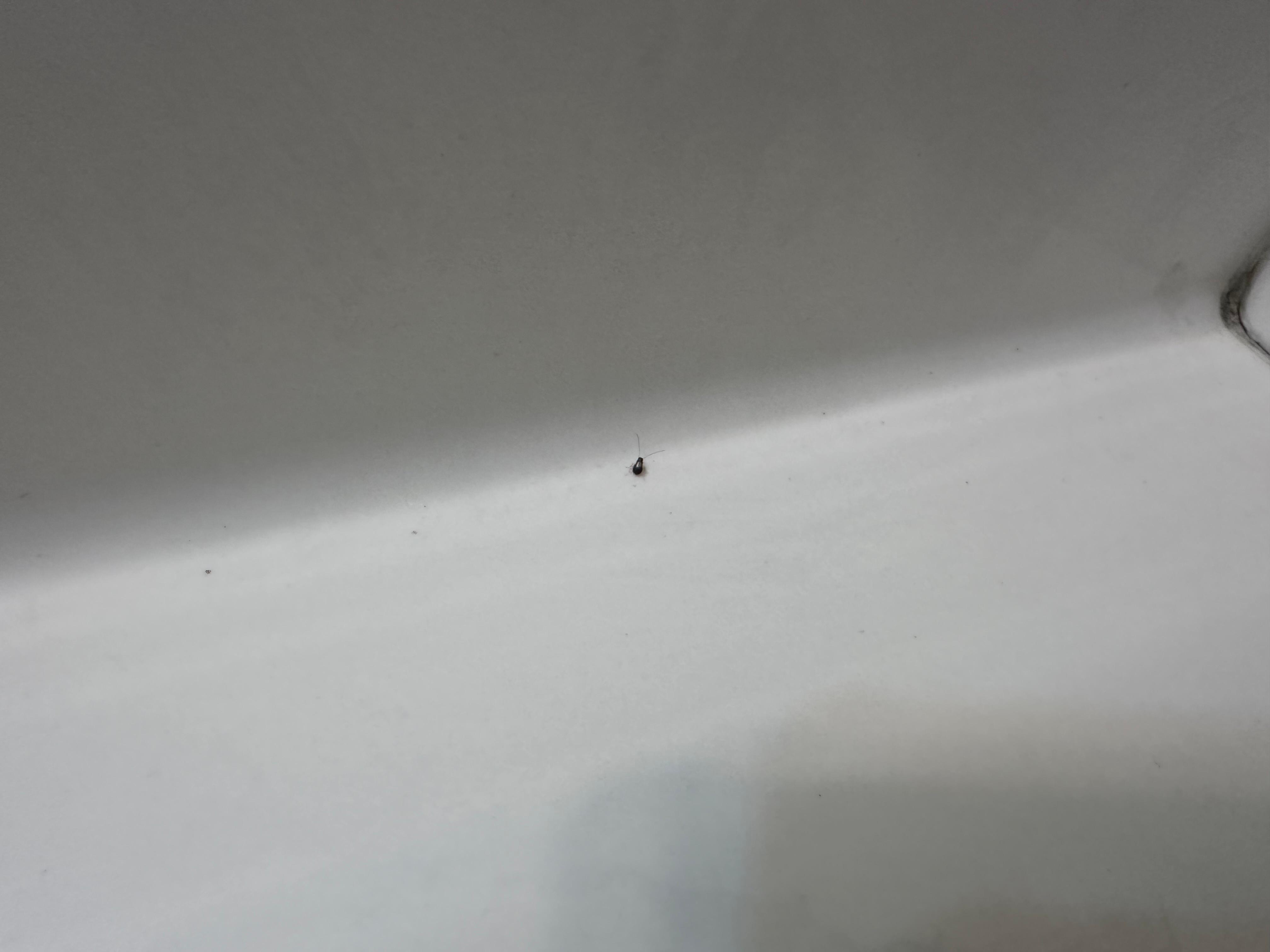 Cucarachas en la cañera y lavamanos.