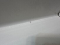 Cucarachas en la cañera y lavamanos.