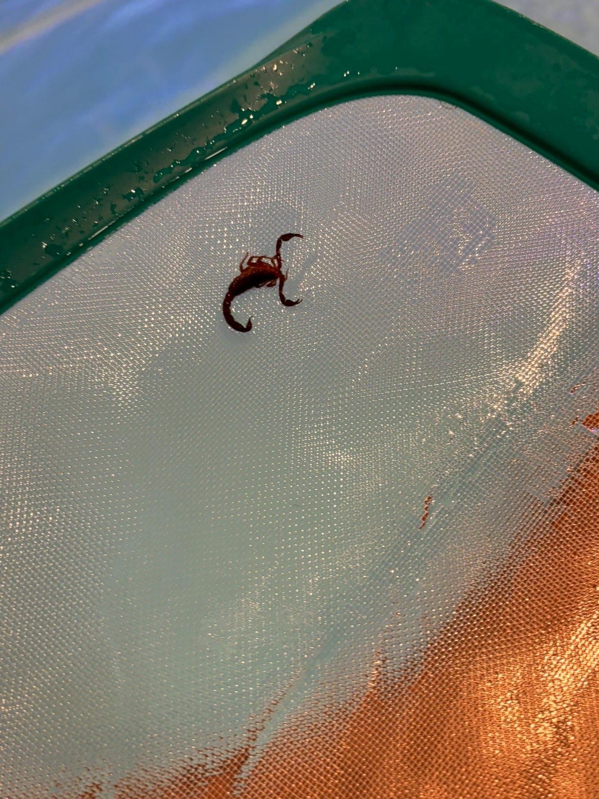 Scorpion in pool 