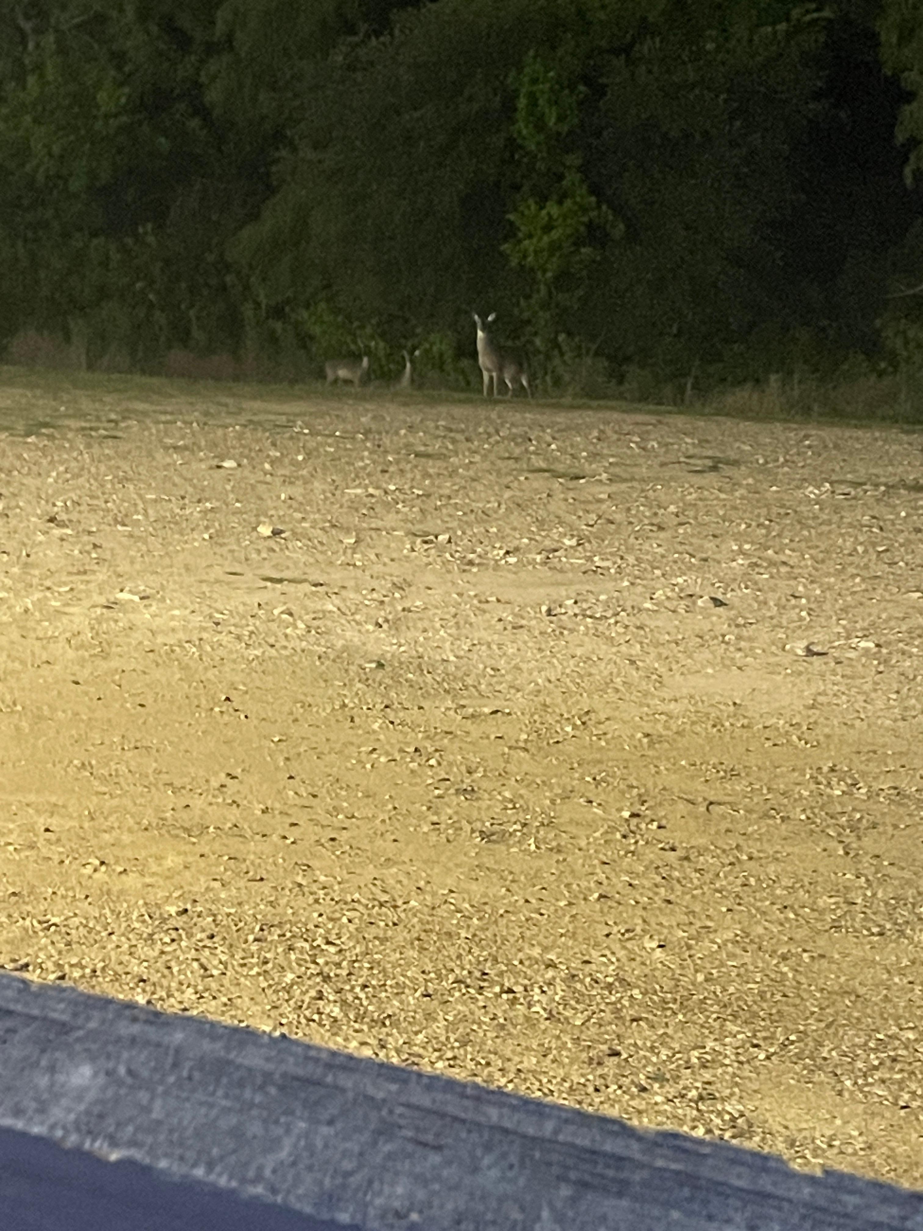 The deer behind the back fence very cool